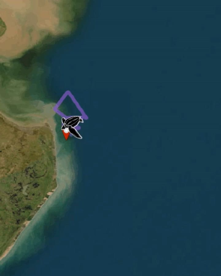 Seguimiento Satelital de la Tortuga Laúd