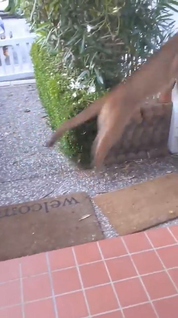 El aterrador momento en que un león observa niños jugando en la calle