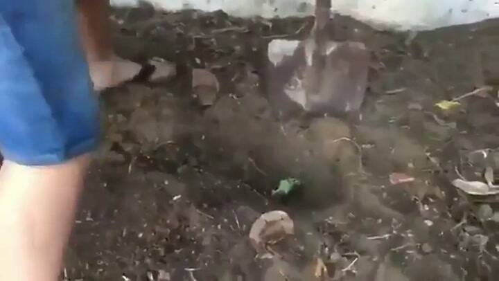 El entierro final de Chimuelo - Fuente: Twitter