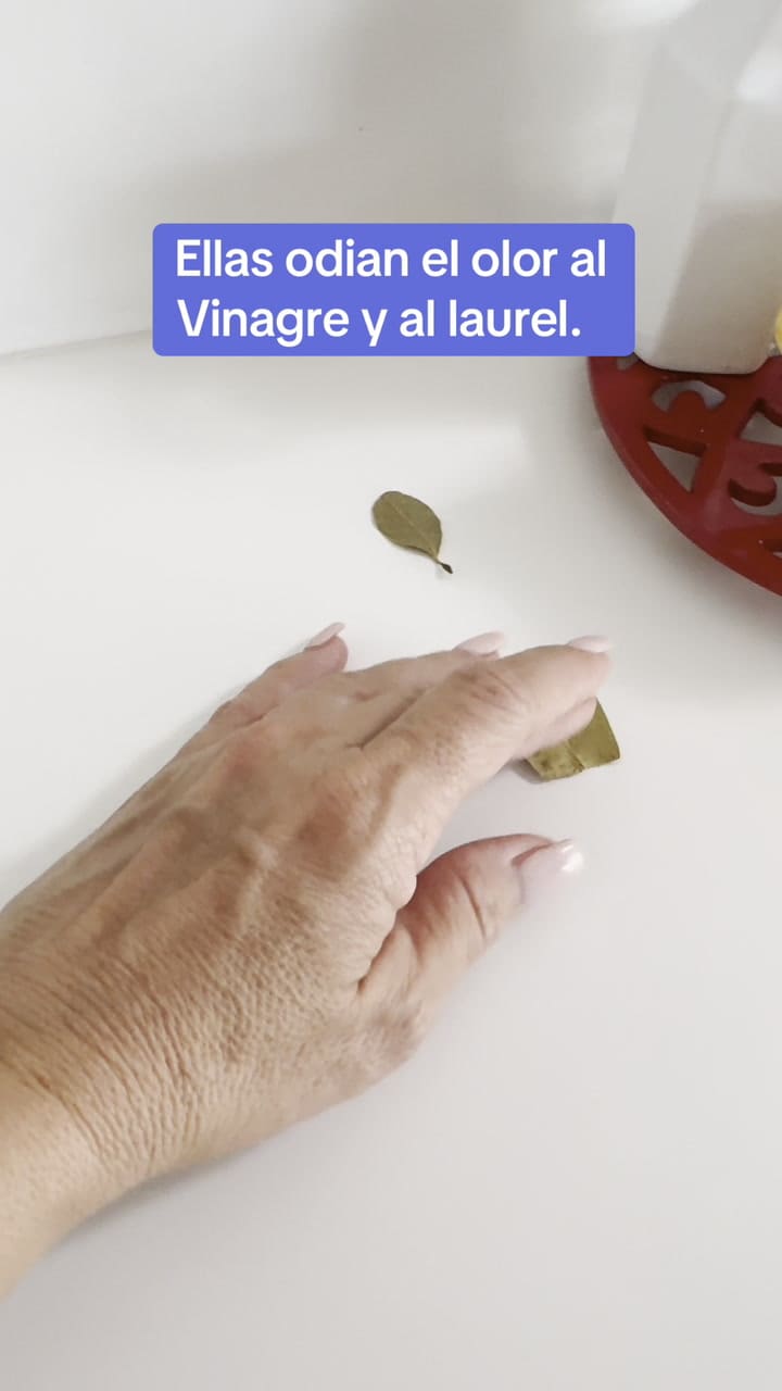 Cómo eliminar las hormigas con laurel y vinagre