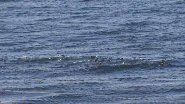 Los fascinantes logros de Pablo García Borboroglú, el argentino que ganó el 'Oscar verde' de la cien