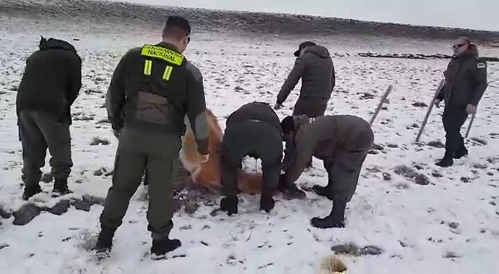 Liberan un guanaco atrapado en Santa Cruz