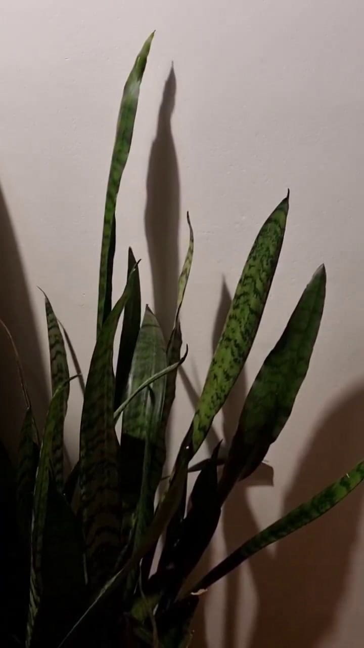 Temblor en Caballito por el recital de Ysy en Ferro