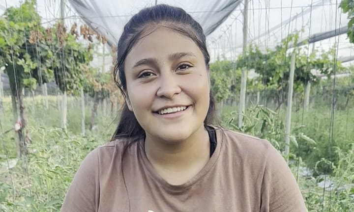 Plantar tomates en casa: secretos para lograr un sabor auténtico y tips para elegir los mejores en la verdulería