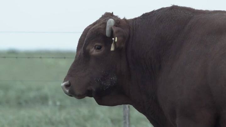 Trailer de Carne propia