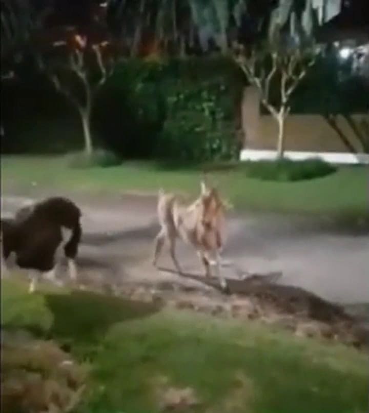 Pese a estar en prisión domiliciaria, Horacio Conzi pasea a sus cabras