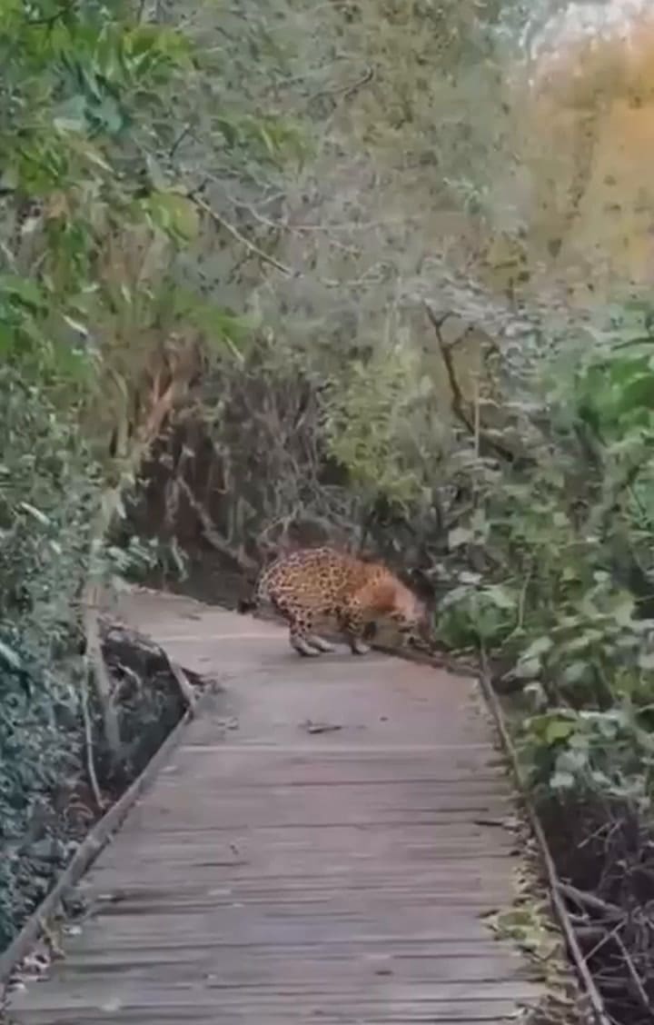 Yaguareté
