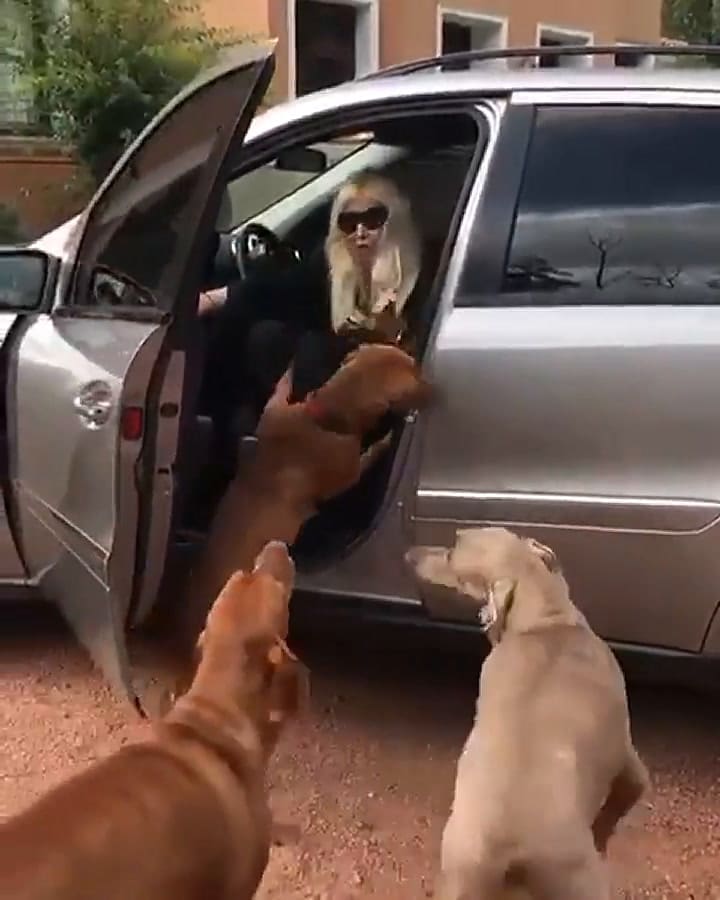 Susana via Instagram: 'El secreto está en no bajarse de la camioneta hasta que se calmen'