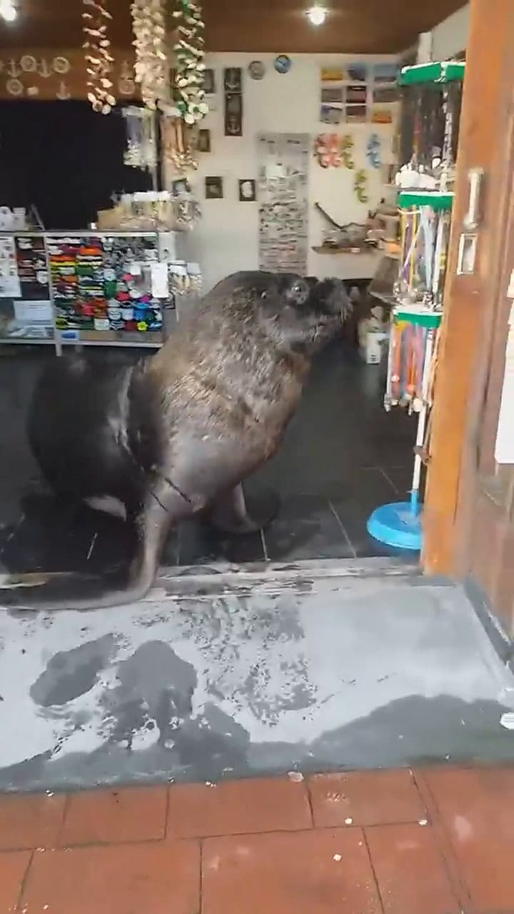 Sebastián, el lobo marino que se volvió viral