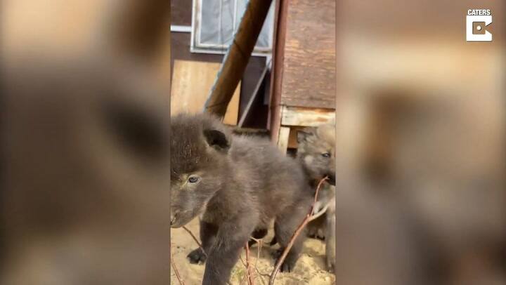 El tierno encuentro entre un hombre con una cría de lobo que se viralizó