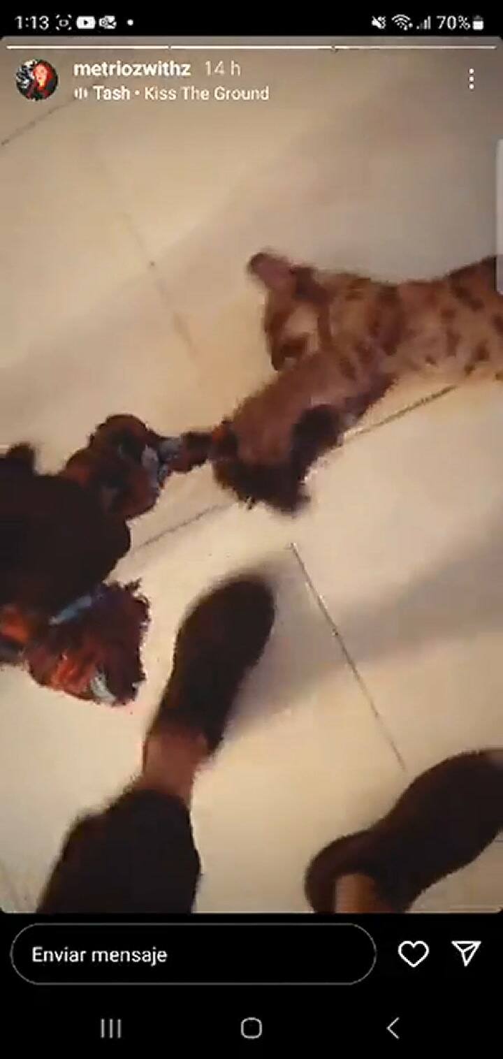 El puma que tenían en cautiverio