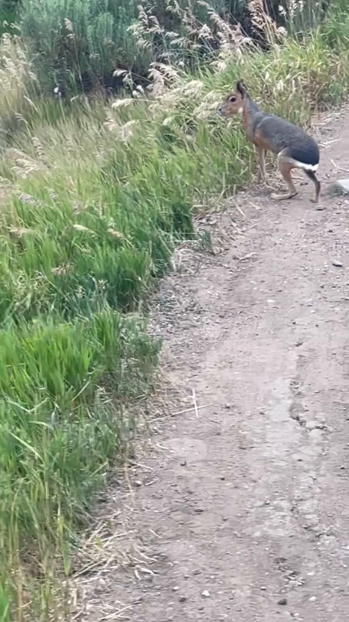 Mara Patagonica Es Hallada En Colorado Estados Unidos