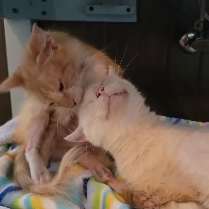 Mystic y Fuzzy Biscuits se convirtieron en amigos inseparables