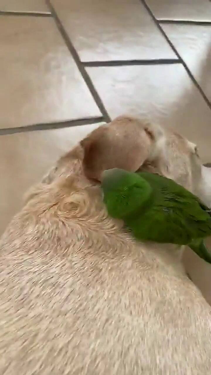 Labrador rescató a una cotorra y se hacen amigos