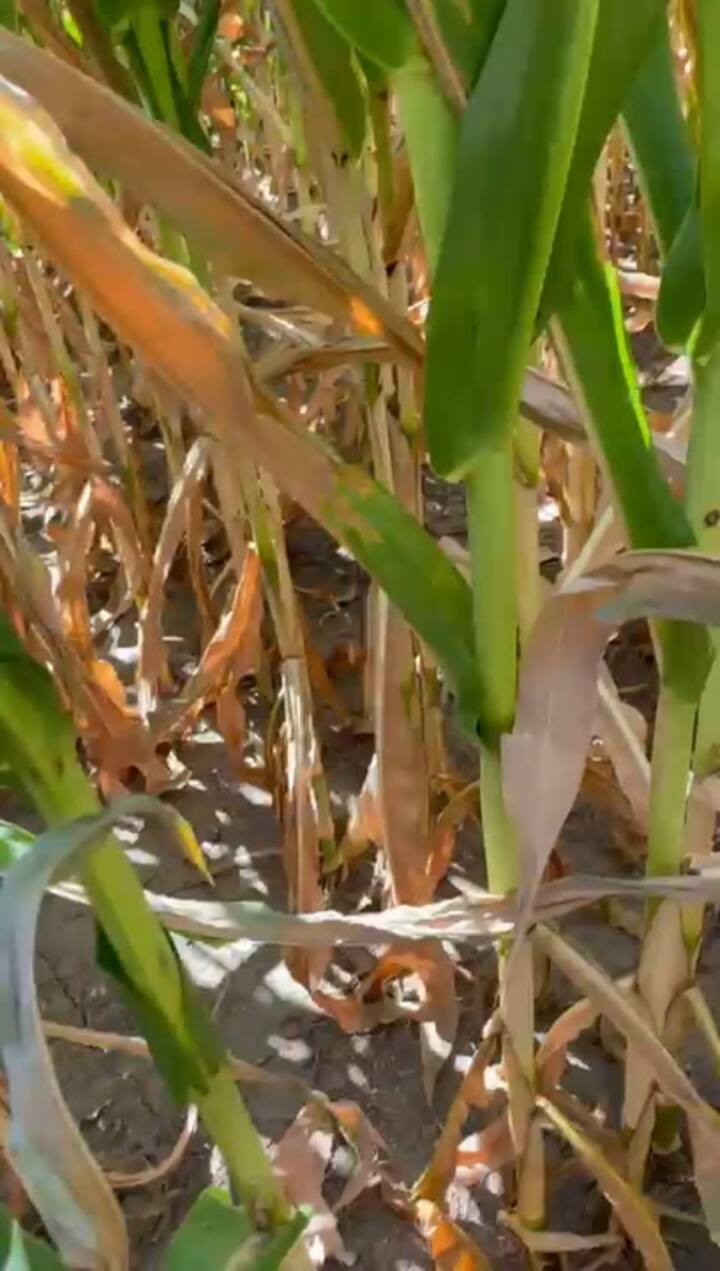 La situación de los cultivos alerta a varias regiones de la zona productiva