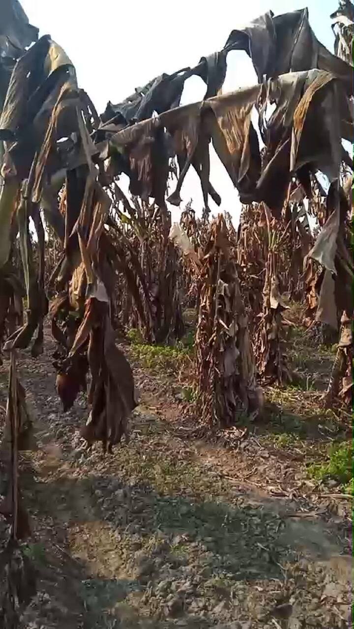 Whatsapp Video 2024-08-19 At 12.06.40