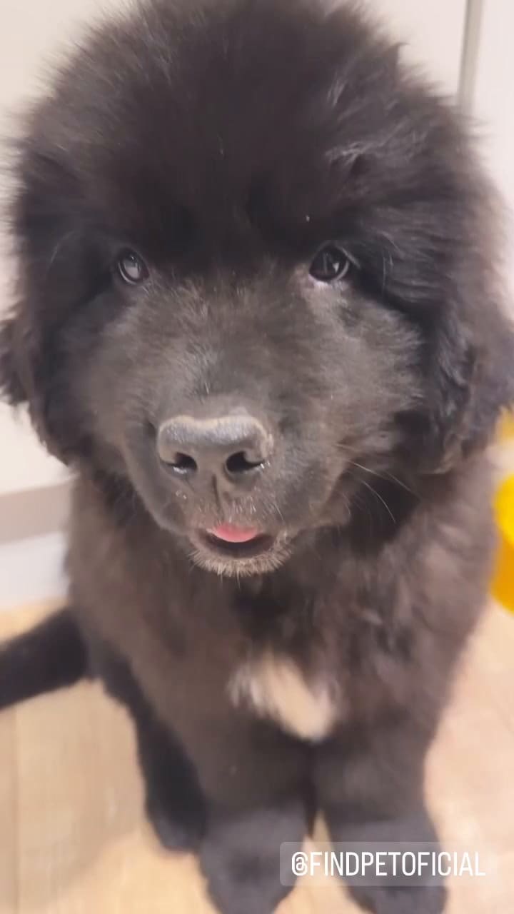 Facundo Arana reveló cómo se llama su nueva mascota