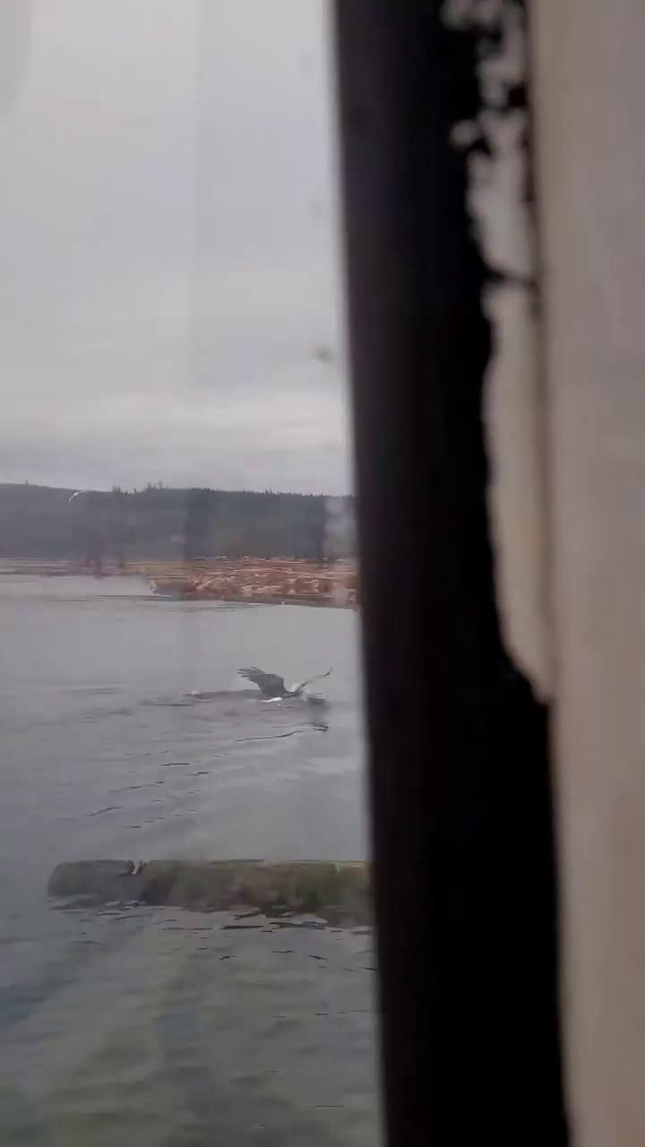 Un hombre capturó a una águila mientras cazaba su comida en Canadá