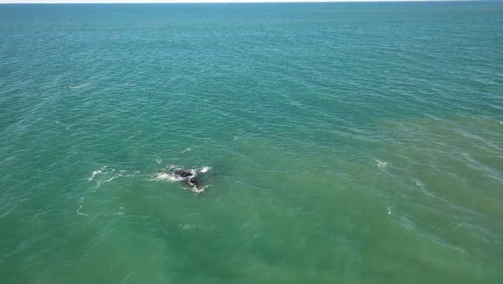 Ballenas frente a Playa Serena, en Mar del Plata