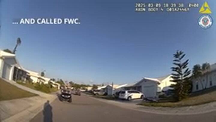 La cámara corporal del oficial del Departamento de Policía de Bradenton capturó la escena: un caimán aterrorizó a vecinos de River Isles