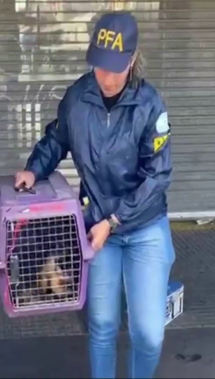 El mono que encontraron en Retiro