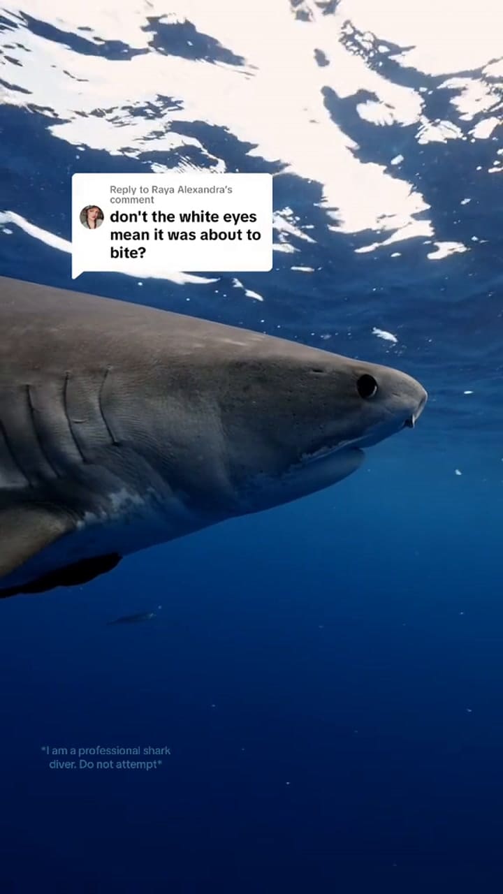 La reacción de un tiburón antes del contacto con humanos