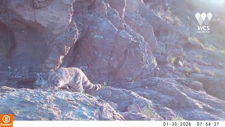 El gato andino volvió a aparecer y el registro genera esperanza para su conservación