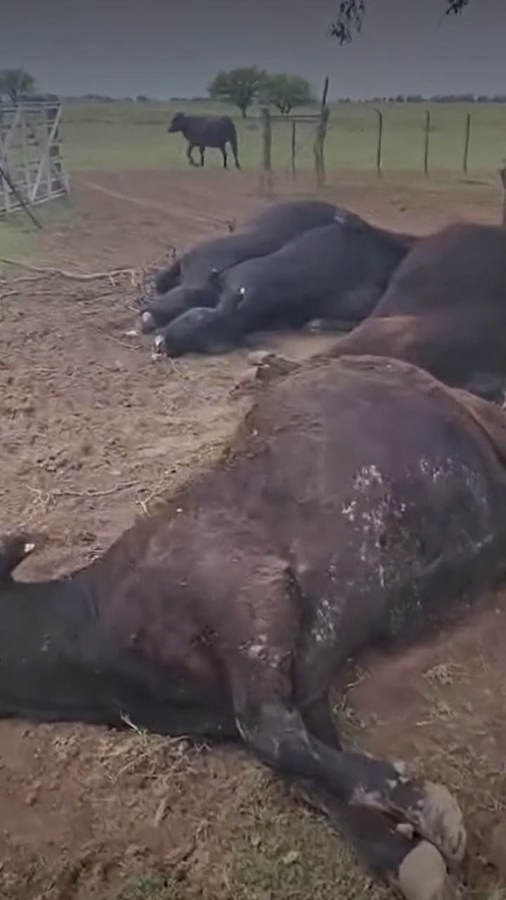 La reacción de un productor al encontrar las vacas muertas