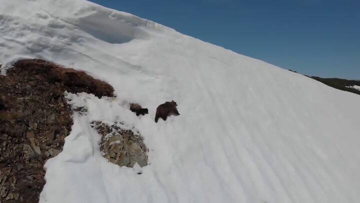 El video viral de un osito que intenta alcanzar a su madre - Fuente: YouTube