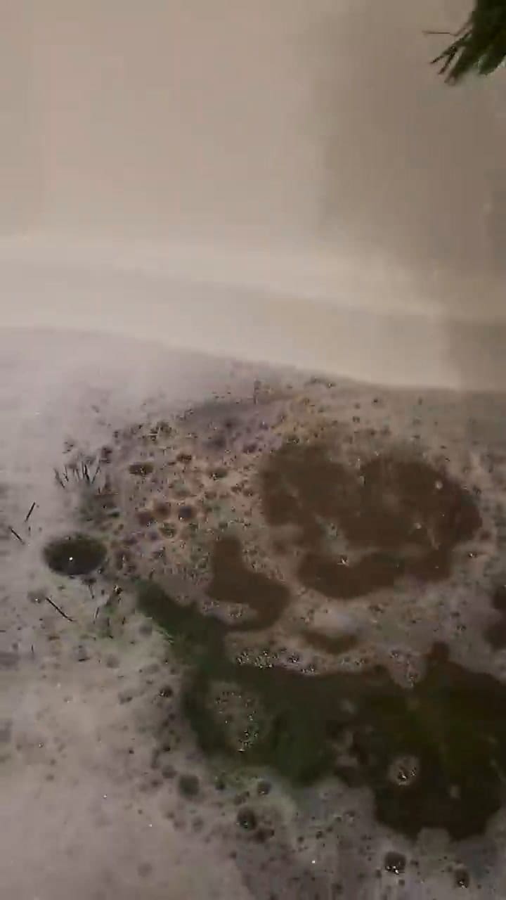 Limpieza árbol de Navidad