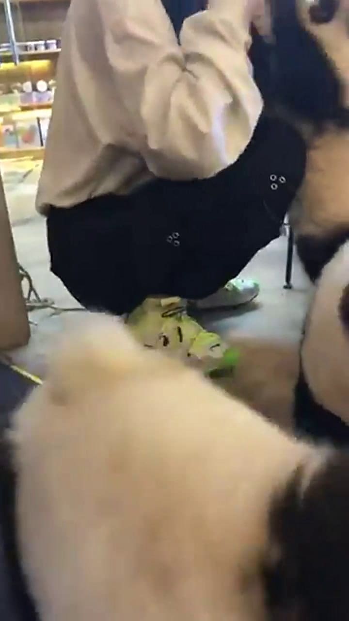 Pequeños osos panda se alimentan en China. Fuente: Twitter