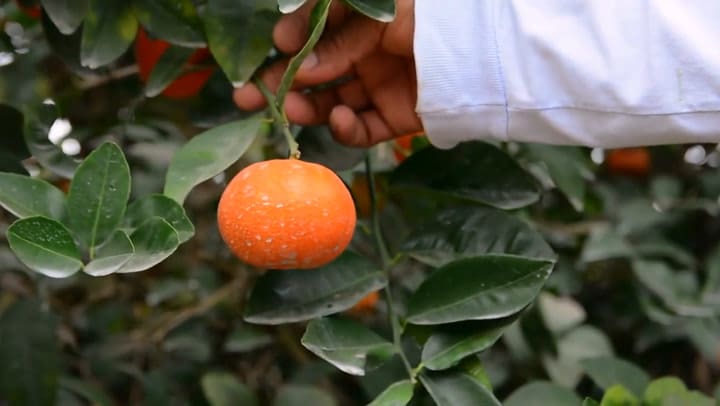 Qué son los “hilos” blancos de la mandarina y por qué no deberías quitárselos jamás