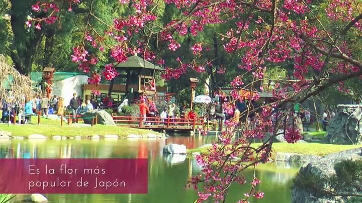 Florecen los cerezos en el Jardín Japonés
