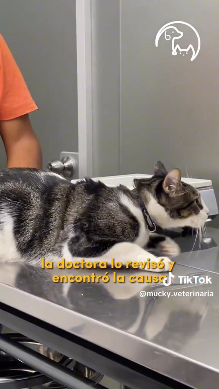 Cómo reconocer una otitis en los gatos