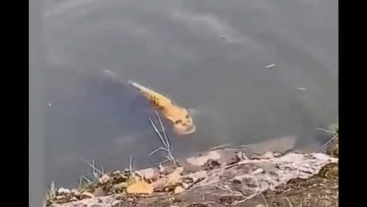 El pez que tiene cara de humano fue visto en Japon y quedo grabado