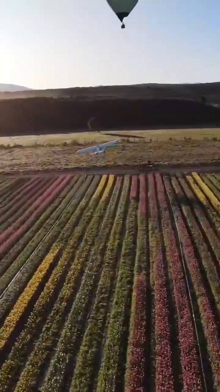 Plantaciones de tulipanes en Trevelin