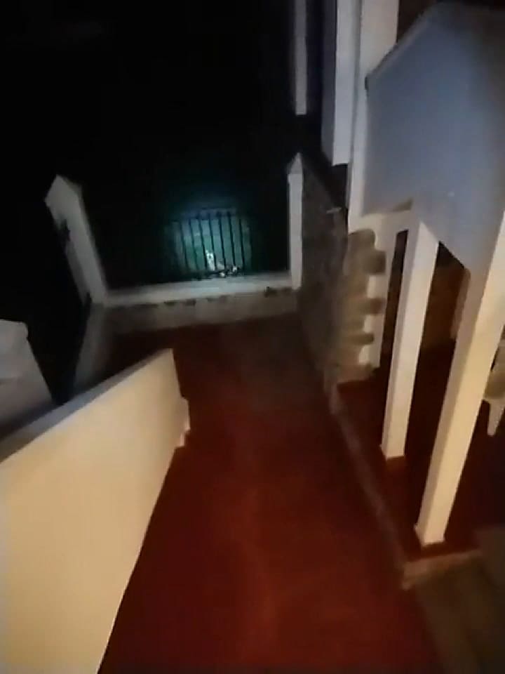 Terror en Córdoba por un puma que atacó una casa y mató a dos gatos