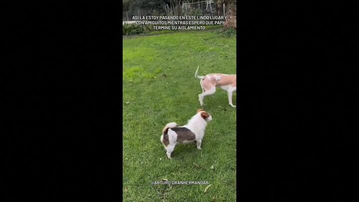 Video: así vive hoy el perro Arturo tras dejar la casa de Gran Hermano