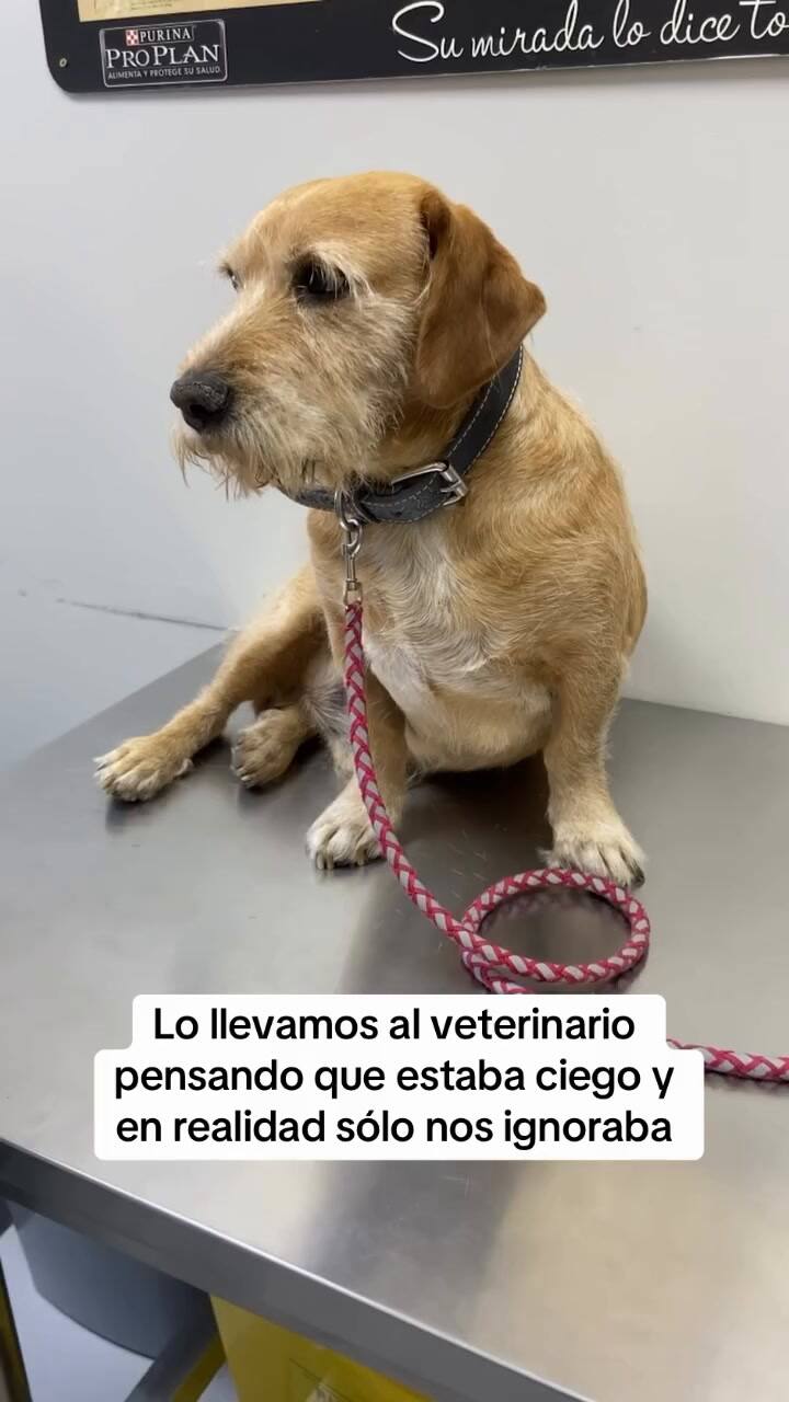 Don Luis el perro que ignora a sus cuidadores