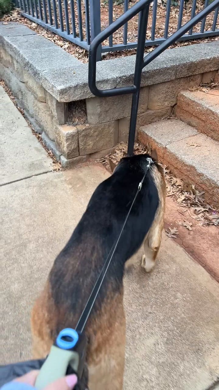Esto ganó una joven latina como cuidadora de perros