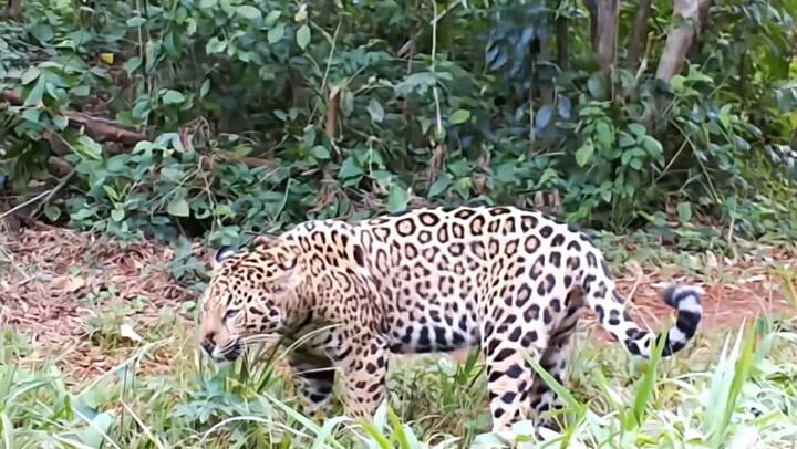 Avistamiento de yaguareté a través de una cámara trampa