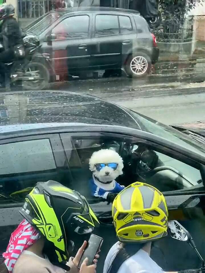 El perro que se volvió viral