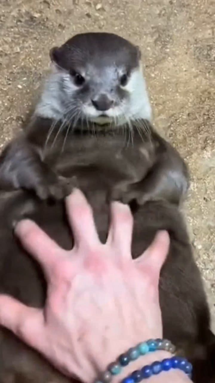 No Por Nada Estoy Estudiando Nutrición