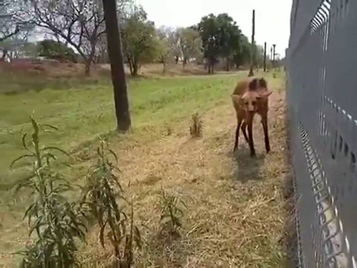 Apareció un aguará guazú frente a un shopping de Chaco video 1 - Fuente: Twitter @nefertitisday1