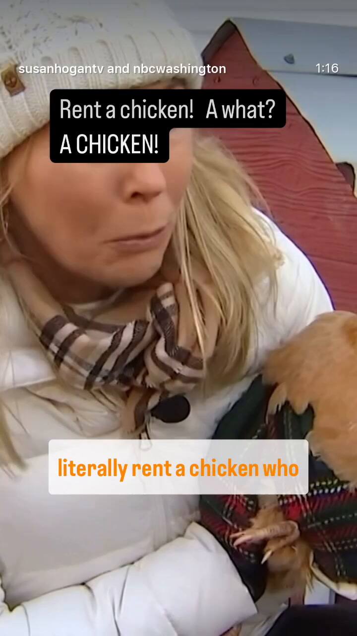 En USA alquilan gallinas ante el aumento en el precio del huevo