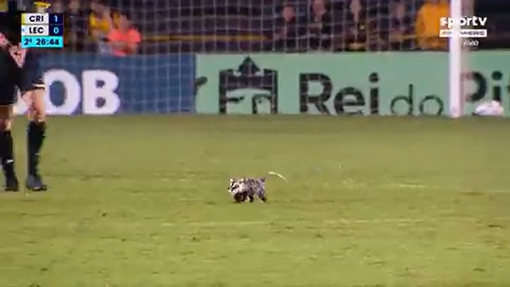 Una zarigüeya interrumpió un partido de fútbol en Brasil