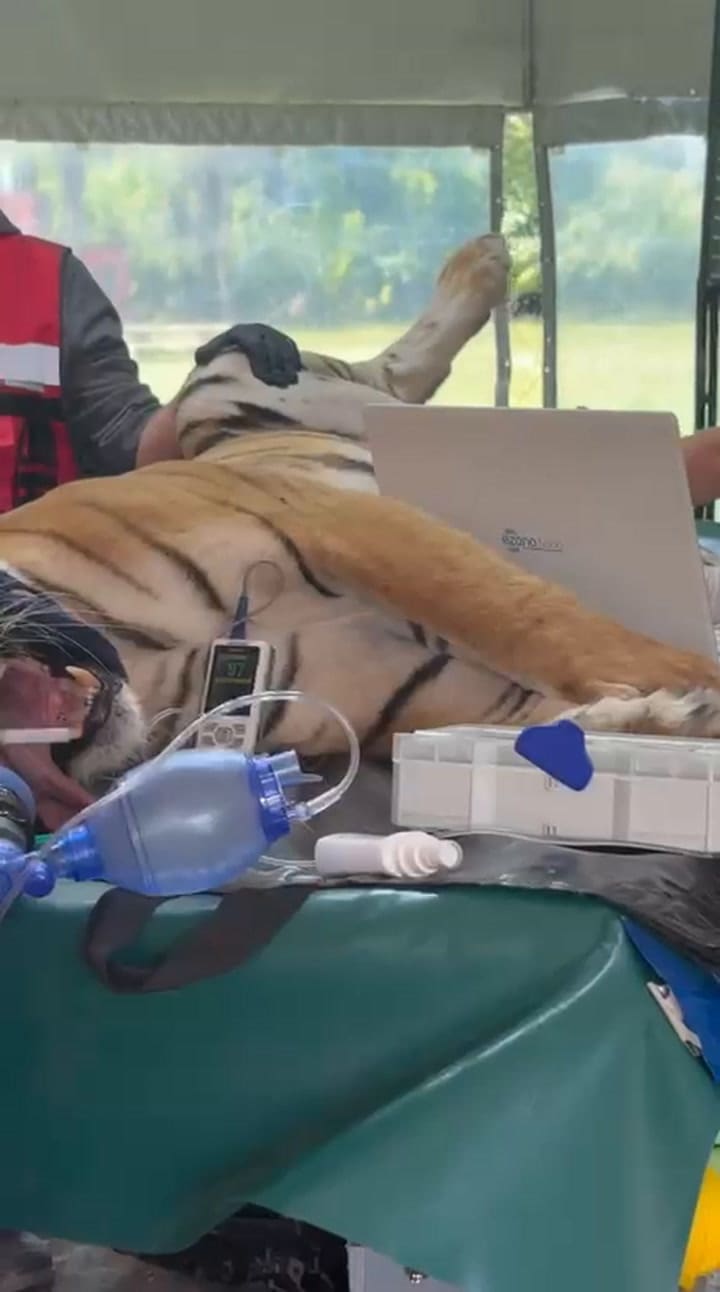 Realizan ecografía a uno de los felinos