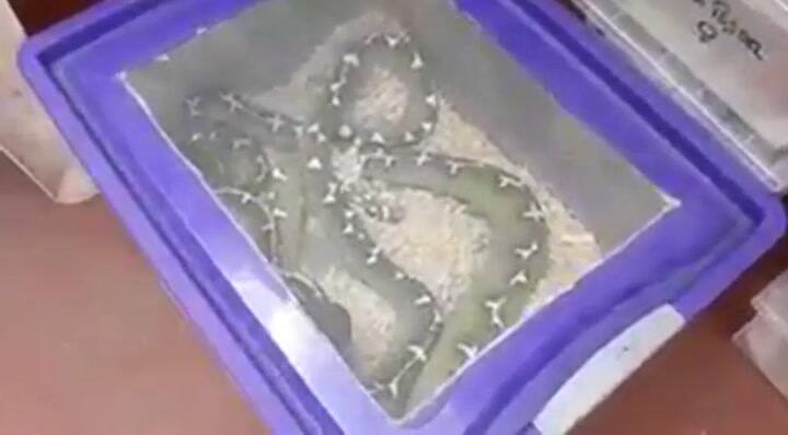 Incautaron más de 200 serpientes en un operativo del Ministerio de Ambiente