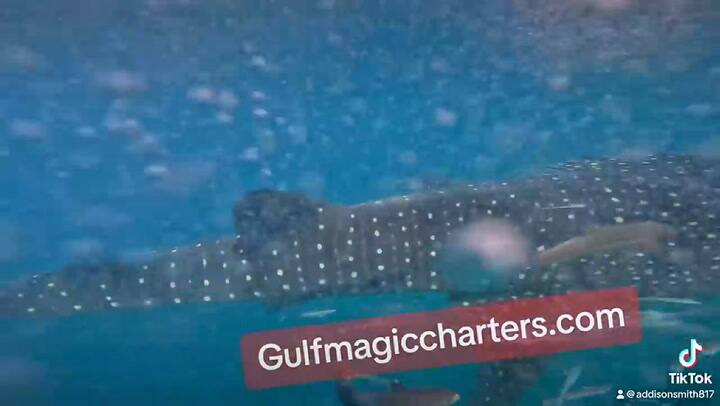 Unos hombres de Texas encontraron un sorprendente tiburón ballena en la costa