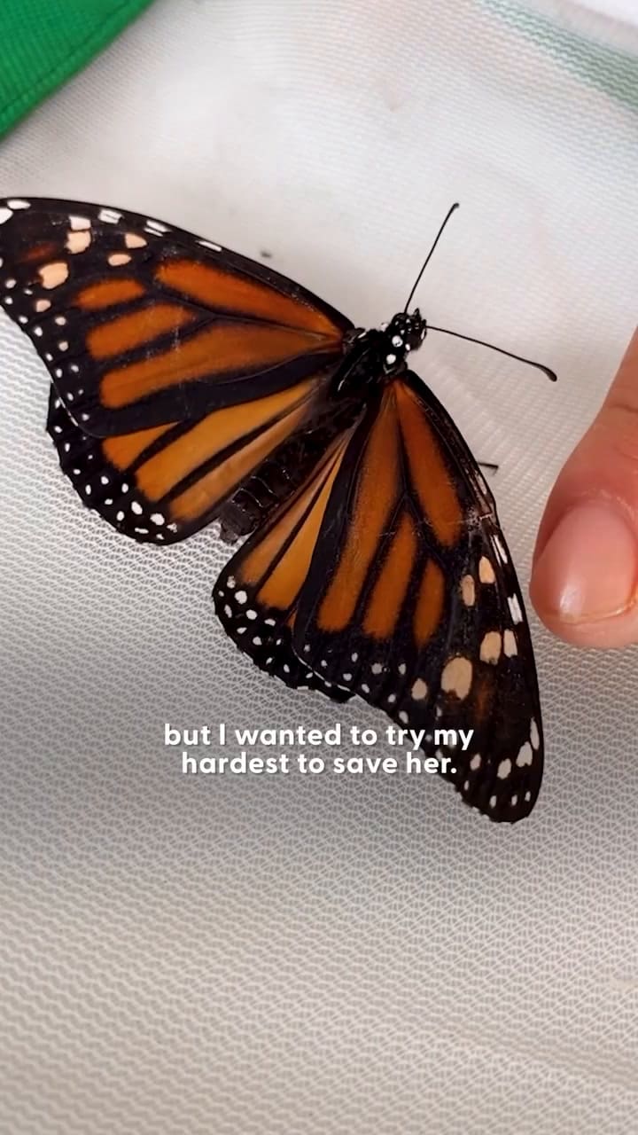 La operación a una mariposa que se volvió viral